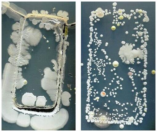 手機表面細菌